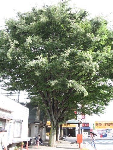 東村山駅前にある「志村けんの木」